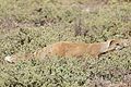 Yellow Mongoose (Cynictis penicillata) on the prowl ... (30427664132).jpg