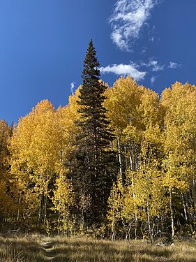 Yellow foliage in Ashley National Forest in northeastern Utah.