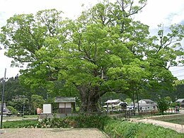 „Noma Keyaki”, egy ezeréves japán gyertyánszil az oszakai Noséban. 25 méteres magasságával, 11,95 méteres törzskerületével a második legnagyobb ismert példány.[1]