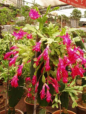Шлюмбергера Бакли (Schlumbergera × buckleyi), цветущее растение