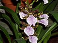 Zygopetalum maculatum