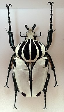 ゴライアスオオツノハナムグリ - Wikipedia