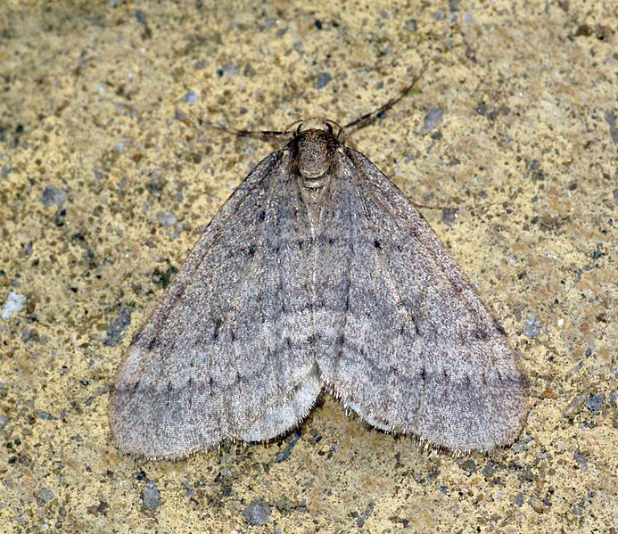 File:(1799) Winter Moth (Operophtera brumata) - Flickr - Bennyboymothman (3).jpg