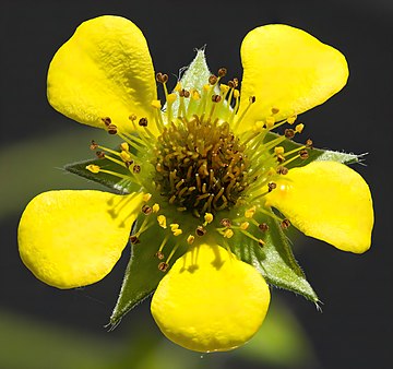 File:(MHNT) Geum urbanum - flower.jpg