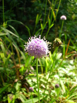 Pelkinis ratenas (Succisella inflexa)