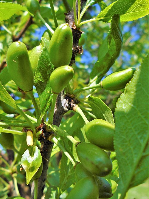 Plum unripe fruits