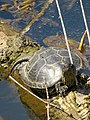 Болотна черепаха європейська на колоді у річці Лопань