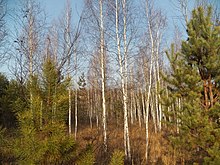 Бурковиця, Бородянський район, Загальцівська сільська рада