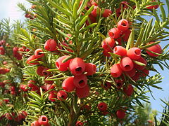 Taxus baccata is rare in the Balkans, but still found in Kosovo.