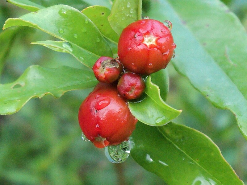 File:മാതളനാരകത്തിന്റെഇളംകായ.JPG