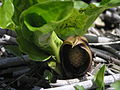 Symplocarpus renifolius