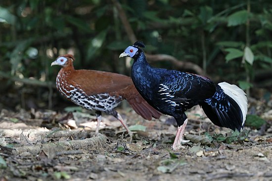 Птица семейства фазанов. Огненноспинная лофура. Lophura ignita. Лофура птица. Lophura ignita Rufa.