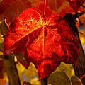 * Nomination Japanese creeper with autumn coloring in back light --F. Riedelio 12:55, 19 October 2021 (UTC) * Promotion Good quality --PetarM 14:45, 19 October 2021 (UTC)