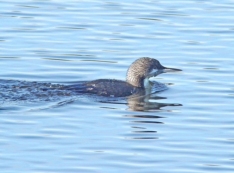 File:092 - PACIFIC LOON (1-5-10) oso flaco, slo co, ca (2) (8721241648).jpg