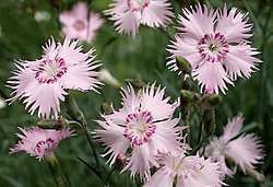 0 
 Dianthus uralensis - Samoëns. 
 JPG