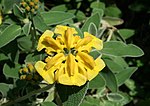 Phlomis fruticosa üçün miniatür