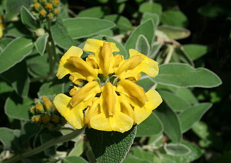 Phlomis fruticosa