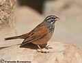 Bird Bunting