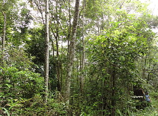 c) After 12 years, the restored forest overwhelmed the black tree stump. 12 year old restoration plot Doi Suthep-Pui National Park N. Thailand.jpg