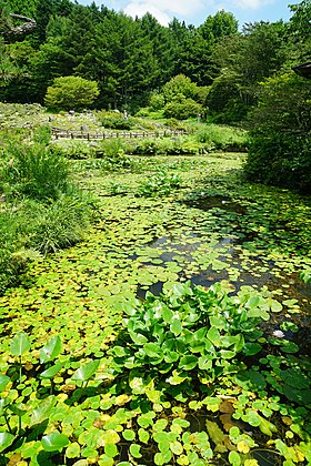 170811 Rokko Alpine Botanical Garden Kobe Japan09s3.jpg