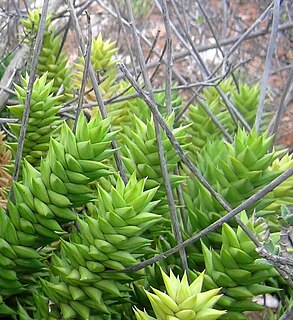 <i>Astroloba spiralis</i> Species of flowering plant