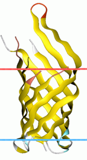 OmpA-like transmembrane domain InterPro Domain