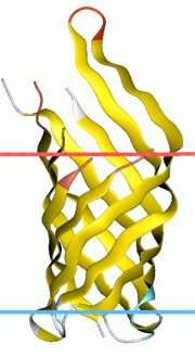 Thumbnail for OmpA-like transmembrane domain