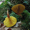Phylloporus leucomycelinus