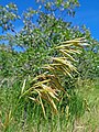 Bromus ciliatus