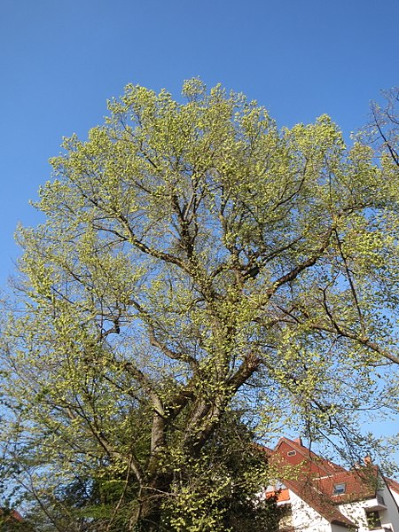 File:20170403Ulmus glabra1.jpg