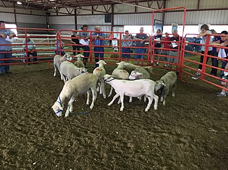 Ram lambs at the 2017 APSA National Sale.