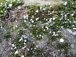 Hvite is- eller snølignende klumper kalt graupel på toppen av is og grønn mose.