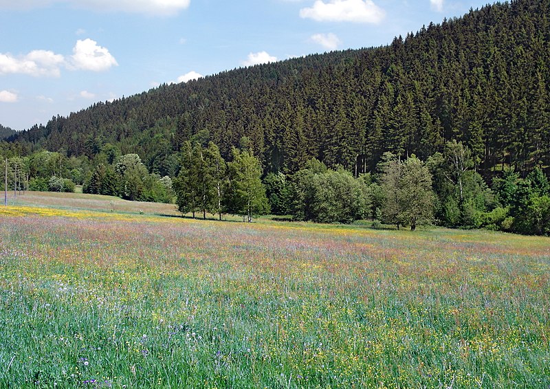 File:20180528310DR Oberpöbel (Dippoldiswalde) Pöbelbach-Bergwiese.jpg