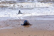 Seals at Horsey Dunes in Norfolk, United Kingdom.