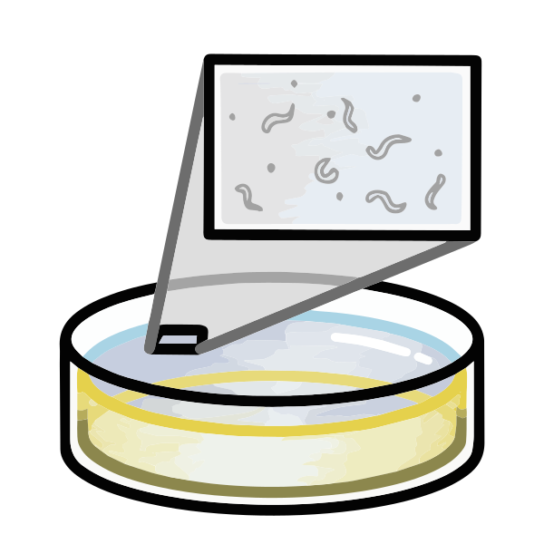 File:202210 nematode on Nematoed Growth Medium petri plate.svg