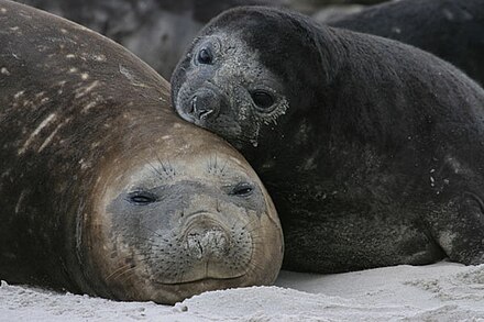 Elephant seal mother and pup on Sea Lion Island