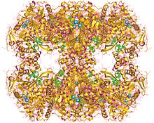 Modèle tridimensionnel de l'enzyme