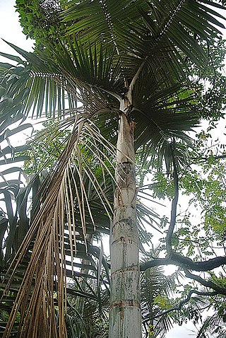 <i>Ceroxylon echinulatum</i> Species of palm