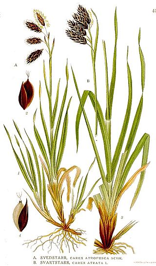 <i>Carex atrata</i> Species of plant in the genus Carex