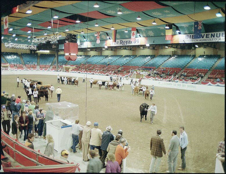 File:4H Queens Guineas competition at the Royal Agricultural Winter Fair (I0004594).jpg