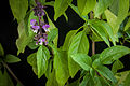Thai-Basilikum Horapa (Ocimum basilicum var. thyrsiflora) Blüten und Blätter.