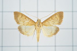 Crypsiptya coclesalis