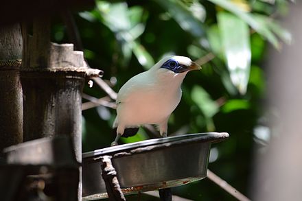 The Bali Myna, otherwise known as the Rothschild Myna, is one of the seven EAZA species at Waddesdon Manor's Aviary in Buckinghamshire, UK.
