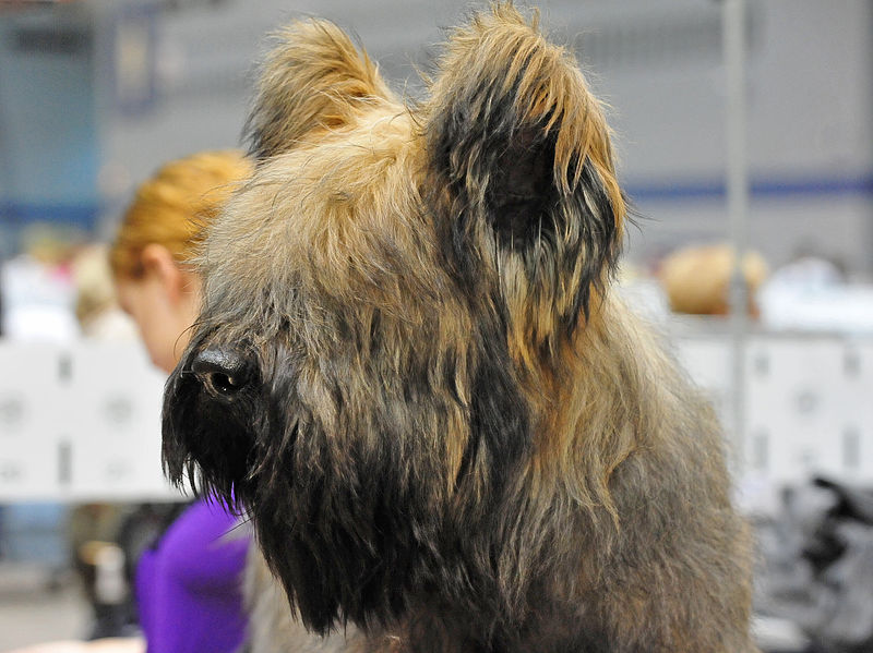 File:A Briard.jpg