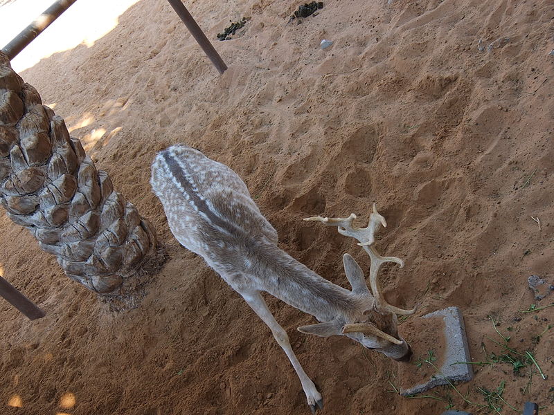 File:A Fallow Deer browses in the sand (16269188298).jpg