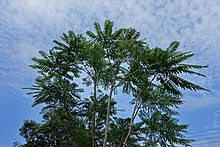 A Toona sinensis tree A Toona sinensis tree.jpg