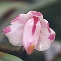 A and B Larsen orchids - Aerides odorata 749-32x.jpg