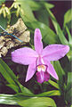 Cattleya sincorana