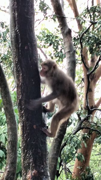 File:A monkey is climbing at the tree.jpg