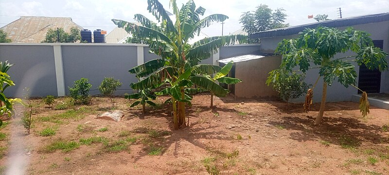 File:A picture of a banana tree in a garden.jpg